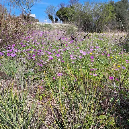 別荘 αγναντιο μεζονέτα 110 τ.μ. Spanokhórion